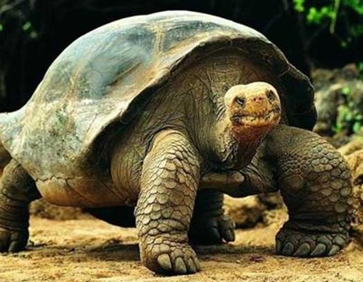 世界十大最耐餓的動物,洞螈可以十年不吃東西,蛇會冬眠