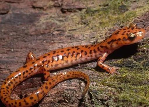 世界十大最耐餓的動物,洞螈可以十年不吃東西,蛇會冬眠