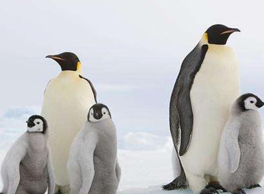 世界十大最耐餓的動物,洞螈可以十年不吃東西,蛇會冬眠