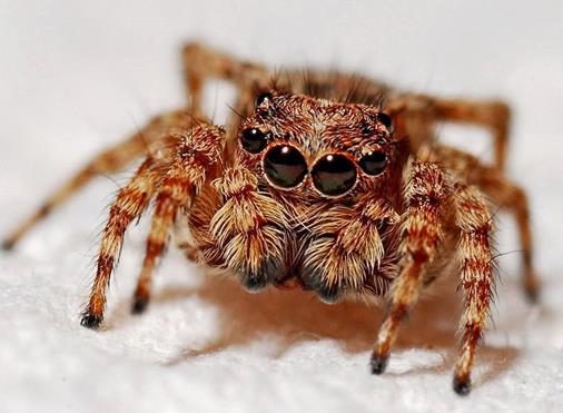 世界十大最耐餓的動物,洞螈可以十年不吃東西,蛇會冬眠