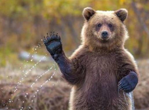 世界十大最耐餓的動物,洞螈可以十年不吃東西,蛇會冬眠