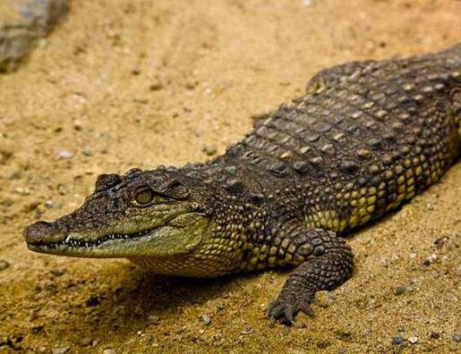 世界十大最耐餓的動物,洞螈可以十年不吃東西,蛇會冬眠