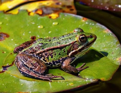 世界十大最耐餓的動物,洞螈可以十年不吃東西,蛇會冬眠