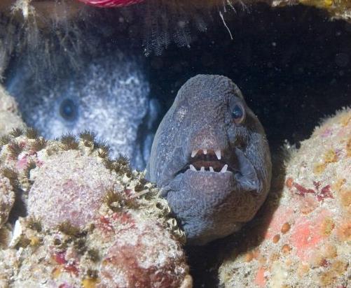 世界十大最浪漫的動(dòng)物排名,河豚、倭黑猩猩很長(zhǎng)情