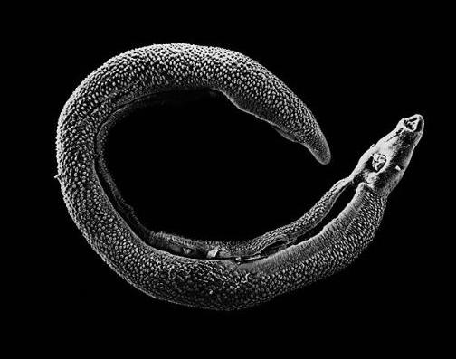 世界十大最浪漫的動(dòng)物排名,河豚、倭黑猩猩很長(zhǎng)情