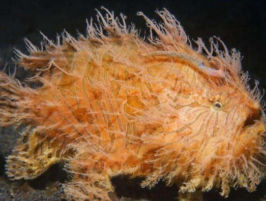 世界十大最浪漫的動(dòng)物排名,河豚、倭黑猩猩很長(zhǎng)情