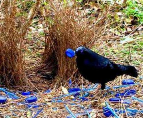 世界十大最浪漫的動(dòng)物排名,河豚、倭黑猩猩很長(zhǎng)情