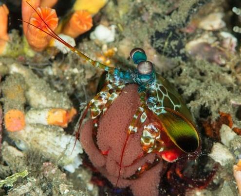 世界十大最浪漫的動(dòng)物排名,河豚、倭黑猩猩很長(zhǎng)情