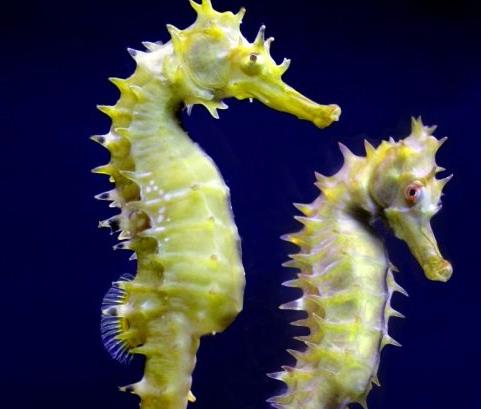 世界十大最浪漫的動(dòng)物排名,河豚、倭黑猩猩很長(zhǎng)情