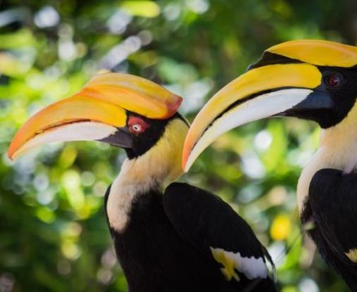 世界十大最浪漫的動(dòng)物排名,河豚、倭黑猩猩很長(zhǎng)情