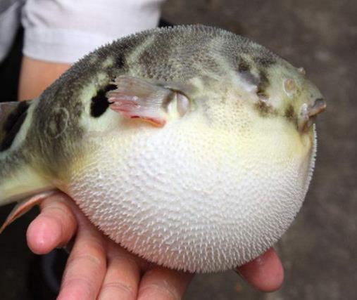 世界十大最浪漫的動(dòng)物排名,河豚、倭黑猩猩很長(zhǎng)情