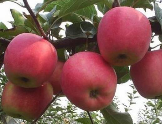 十大潤腸通便的水果排名,香蕉鉀含量高,獼猴桃能預防結腸癌
