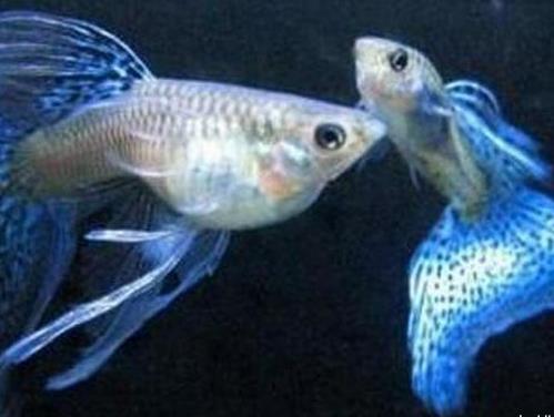 十大最好養的熱帶魚排名,月光魚繁殖能力強,鳳尾魚性格安靜