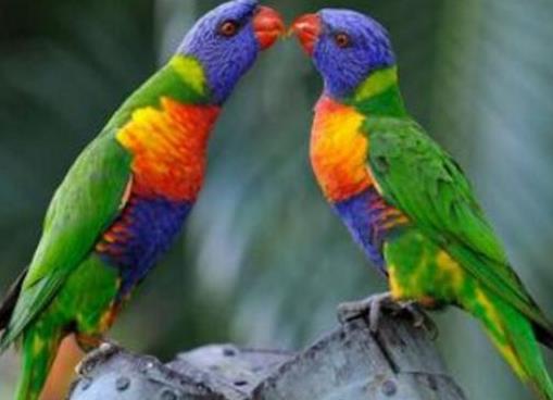 世界上壽命最長的十種鳥,葵花鳳頭鸚鵡、金剛鸚鵡能活70歲以上