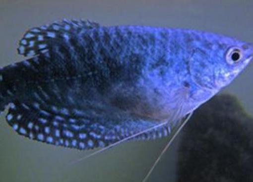 十大最好養的熱帶魚排名,月光魚繁殖能力強,鳳尾魚性格安靜