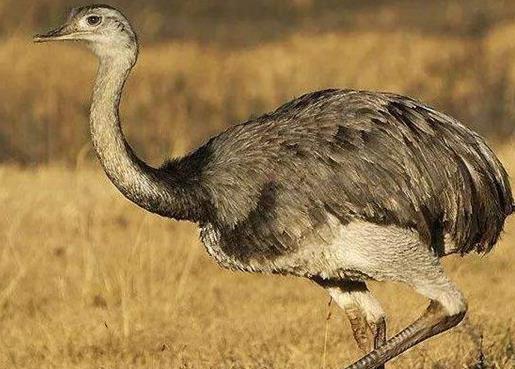世界上最大的十種鳥,非洲鴕鳥擅長奔跑,鴯鹋是古老的鳥種之一