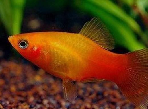 十大最好養的熱帶魚排名,月光魚繁殖能力強,鳳尾魚性格安靜