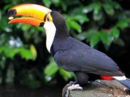 世界上壽命最長的十種鳥,葵花鳳頭鸚鵡、金剛鸚鵡能活70歲以上