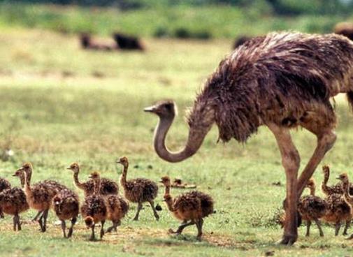 世界上最大的十種鳥,非洲鴕鳥擅長奔跑,鴯鹋是古老的鳥種之一
