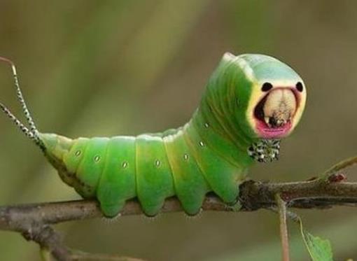 全球十大最奇怪的昆蟲,竹節(jié)蟲有一億多年歷史,葉蟲和樹葉能以假亂真