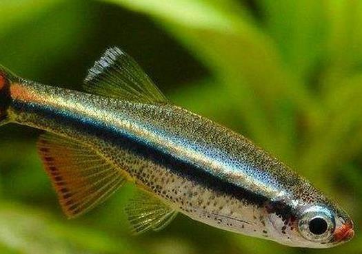 十大最好養的熱帶魚排名,月光魚繁殖能力強,鳳尾魚性格安靜