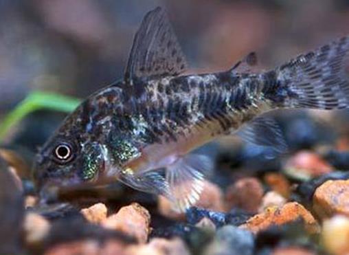 十大最好養的熱帶魚排名,月光魚繁殖能力強,鳳尾魚性格安靜