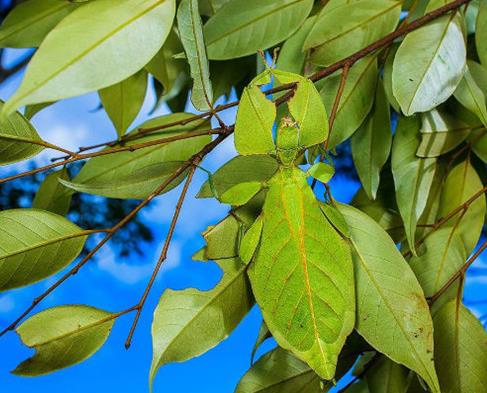 全球十大最奇怪的昆蟲,竹節(jié)蟲有一億多年歷史,葉蟲和樹葉能以假亂真