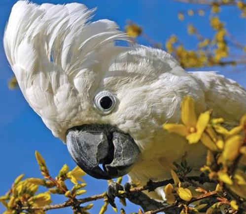 世界上壽命最長的十種鳥,葵花鳳頭鸚鵡、金剛鸚鵡能活70歲以上