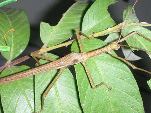 全球十大最奇怪的昆蟲,竹節(jié)蟲有一億多年歷史,葉蟲和樹葉能以假亂真