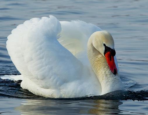 世界上最大的十種鳥,非洲鴕鳥擅長奔跑,鴯鹋是古老的鳥種之一