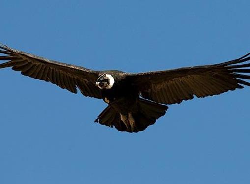 世界上壽命最長的十種鳥,葵花鳳頭鸚鵡、金剛鸚鵡能活70歲以上