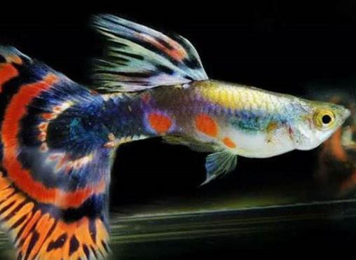 十大最好養的熱帶魚排名,月光魚繁殖能力強,鳳尾魚性格安靜