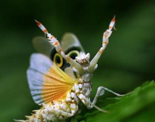 全球十大最奇怪的昆蟲,竹節(jié)蟲有一億多年歷史,葉蟲和樹葉能以假亂真
