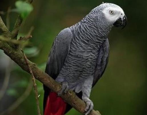 世界上壽命最長的十種鳥,葵花鳳頭鸚鵡、金剛鸚鵡能活70歲以上