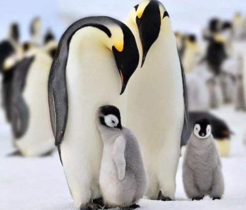 世界上最大的十種鳥,非洲鴕鳥擅長奔跑,鴯鹋是古老的鳥種之一