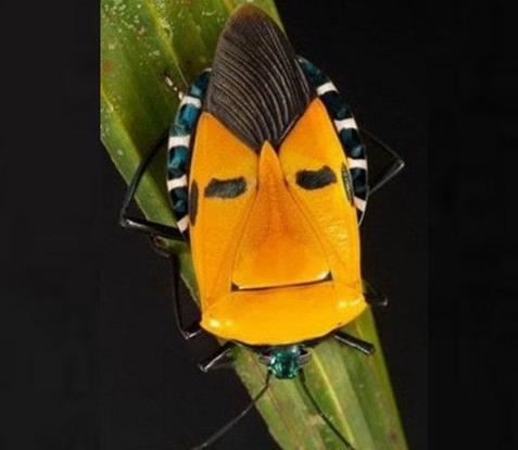 全球十大最奇怪的昆蟲,竹節(jié)蟲有一億多年歷史,葉蟲和樹葉能以假亂真