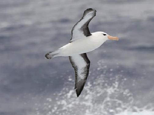 世界上壽命最長的十種鳥,葵花鳳頭鸚鵡、金剛鸚鵡能活70歲以上