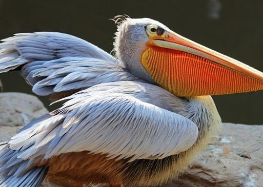 世界上最大的十種鳥,非洲鴕鳥擅長奔跑,鴯鹋是古老的鳥種之一