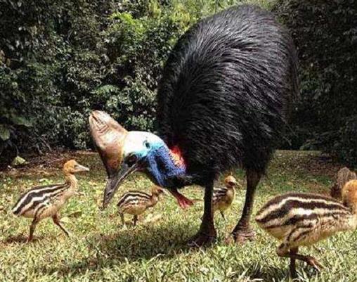 世界上最大的十種鳥,非洲鴕鳥擅長奔跑,鴯鹋是古老的鳥種之一