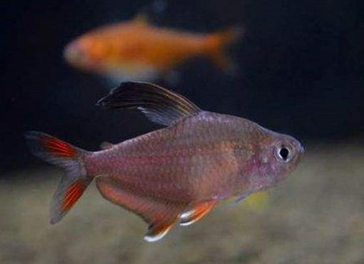 十大最好養的熱帶魚排名,月光魚繁殖能力強,鳳尾魚性格安靜