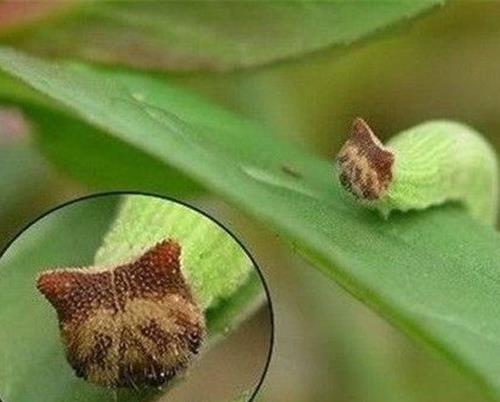 全球十大最奇怪的昆蟲,竹節(jié)蟲有一億多年歷史,葉蟲和樹葉能以假亂真