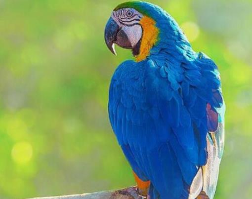 世界上壽命最長的十種鳥,葵花鳳頭鸚鵡、金剛鸚鵡能活70歲以上