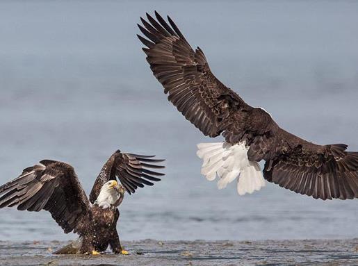 世界上最大的十種鳥,非洲鴕鳥擅長奔跑,鴯鹋是古老的鳥種之一