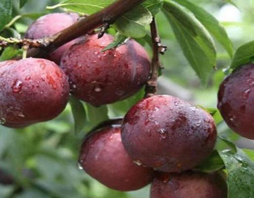 最護肝養肝的10種食物,草莓能去肝火,柑橘富含維生素C