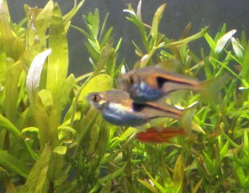 十大最好養的熱帶魚排名,月光魚繁殖能力強,鳳尾魚性格安靜