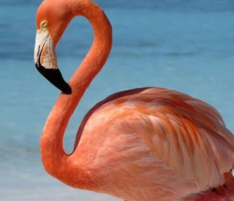 世界上壽命最長的十種鳥,葵花鳳頭鸚鵡、金剛鸚鵡能活70歲以上