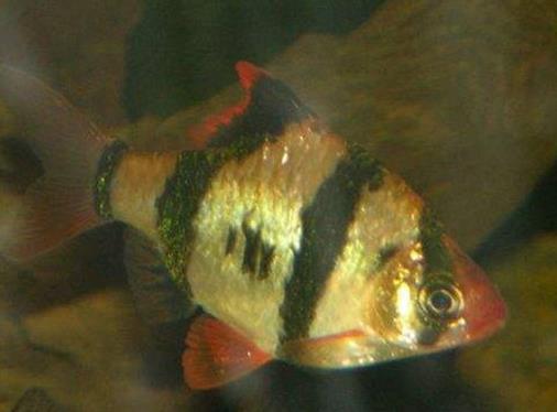 十大最好養的熱帶魚排名,月光魚繁殖能力強,鳳尾魚性格安靜