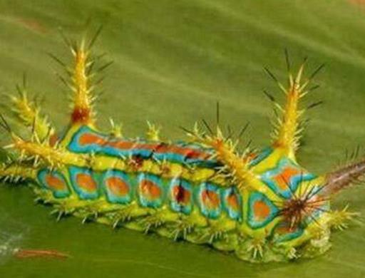 全球十大最奇怪的昆蟲,竹節(jié)蟲有一億多年歷史,葉蟲和樹葉能以假亂真