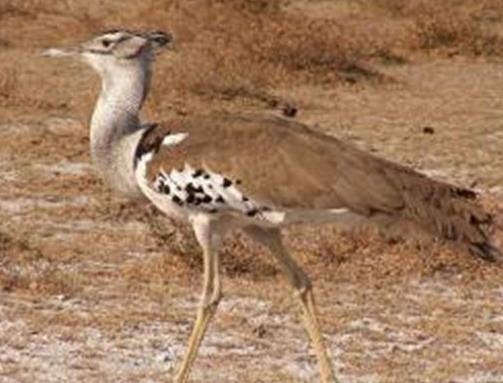 世界上最大的十種鳥,非洲鴕鳥擅長奔跑,鴯鹋是古老的鳥種之一