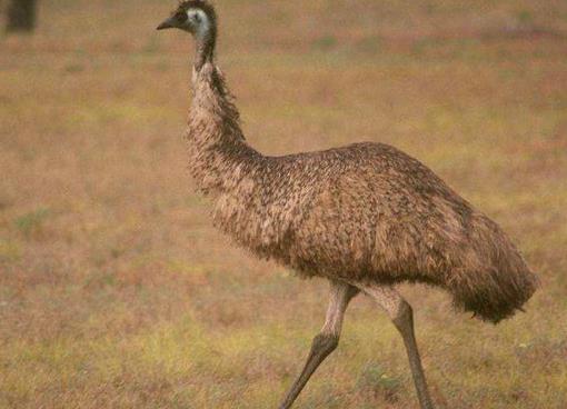 世界上最大的十種鳥,非洲鴕鳥擅長奔跑,鴯鹋是古老的鳥種之一